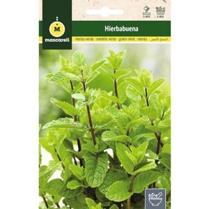 M MASCARELL SEMILLAS DESDE 1920 Mascarell Semillas, MENTHE POIVRÉE, Graines d'Herbes Aromatiques à Planter, Créez Votre Propre Potager à la Maison, 0,2 Grammes - Publicité M MASCARELL SEMILLAS DESDE 1920 Mascarell Semillas, MENTHE POIVRÉE, Graines d'Herbes Aromatiques à Planter, Créez Votre Propre Potager à la Maison, 0,2 Grammes - Publicité