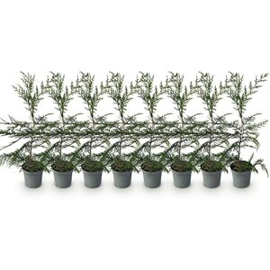 Green BoutiQ GreenboutiQ Plantes de haie Cupressocyparis leylandii feuillage vert 8 plantes 1 mètre linéaire toujours vert pot 9cm hauteur 35-40cm - Publicité Green BoutiQ GreenboutiQ Plantes de haie Cupressocyparis leylandii feuillage vert 8 plantes 1 mètre linéaire toujours vert pot 9cm hauteur 35-40cm - Publicité