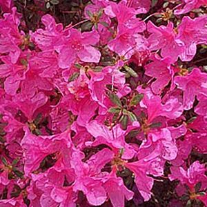 Arborix, plus vert - moins cher Azalea Japonica- Azalée Japonaise Rose 25-30 cm en conteneur - Publicité Arborix, plus vert - moins cher Azalea Japonica- Azalée Japonaise Rose 25-30 cm en conteneur - Publicité