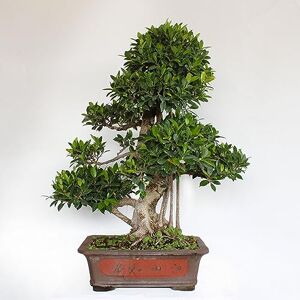 Kentis Bonsai Ficus Microcarpa Bonsai Ficus Retusa Naturalles Plantes d'Intérieur Pot en Céramique Artisanal H 95-105 cm Pot Ø 46 cm - Publicité