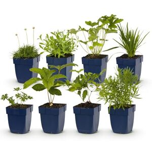 Green BoutiQ GreenboutiQ Kit de plantes vivaces Couleur Blanc 8 Plantes vivaces Pour 1 m2 Couleurs variées Peu d'entretien Pot 11cm - Publicité Green BoutiQ GreenboutiQ Kit de plantes vivaces Couleur Blanc 8 Plantes vivaces Pour 1 m2 Couleurs variées Peu d'entretien Pot 11cm - Publicité
