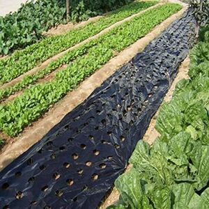 Peosaard Barrière Contre Les Mauvaises Herbes de Jardin, Film de paillis en Plastique à 5 Trous pour Film végétal agricole, Plastique PE perforé pour Plante Jardin, Membrane paillis Intense 3 x 33 - Publicité Peosaard Barrière Contre Les Mauvaises Herbes de Jardin, Film de paillis en Plastique à 5 Trous pour Film végétal agricole, Plastique PE perforé pour Plante Jardin, Membrane paillis Intense 3 x 33 - Publicité