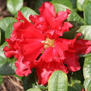 Arborix, plus vert - moins cher Rhododendron 'Scarlet Wonder' 20-30 cm en conteneur - Publicité Arborix, plus vert - moins cher Rhododendron 'Scarlet Wonder' 20-30 cm en conteneur - Publicité
