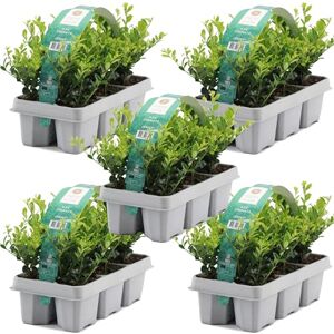 GardenersDream 30X Ilex Crenata 'Jenny' – Plantes de Haie Persistantes, Robustes et Faciles d’Entretien – Arbustes pour Bordures et Topiaires Toute l’Année - Publicité GardenersDream 30X Ilex Crenata 'Jenny' – Plantes de Haie Persistantes, Robustes et Faciles d’Entretien – Arbustes pour Bordures et Topiaires Toute l’Année - Publicité