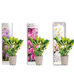 Bloomique Lot de 3 Rhododendron Violet, Rose, Blanc Persistant Rustique Plantes de jardin Hauteur 15-20 cm Pot 9 cm - Publicité Bloomique Lot de 3 Rhododendron Violet, Rose, Blanc Persistant Rustique Plantes de jardin Hauteur 15-20 cm Pot 9 cm - Publicité