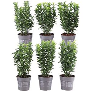 Plants by Frank Haie de fusain vert 1 mètre linéaire Euonymus japonicus ‘Green Spire’ Kit de plantation avec 6 plantes de haie rustiques Haie persistante Directement de la pépinière - Publicité Plants by Frank Haie de fusain vert 1 mètre linéaire Euonymus japonicus ‘Green Spire’ Kit de plantation avec 6 plantes de haie rustiques Haie persistante Directement de la pépinière - Publicité