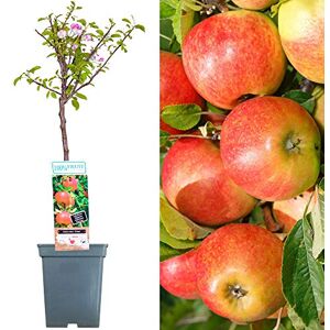 Gardeners Dream - Elstar Patio Fruit Tree Collection - Publicité Gardeners Dream - Elstar Patio Fruit Tree Collection - Publicité