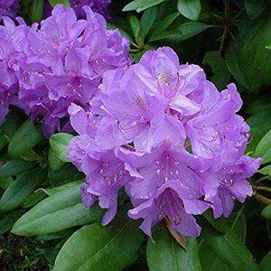 Arborix, plus vert - moins cher Rhododendron 'Catawbiense' Grandiflorum 40-50 cm en conteneur - Publicité Arborix, plus vert - moins cher Rhododendron 'Catawbiense' Grandiflorum 40-50 cm en conteneur - Publicité