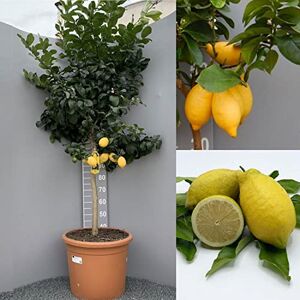 SAVINI VIVAI L'ARTE DI FARE NATURA SAVINI VIVAI Plante de Citron Agrumes Arbre Lunario Vase 42 cm Hauteur 180-200 cm de 7-8 Années fabriqué en Italie - Publicité