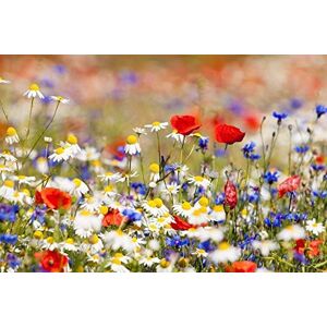 Cioler & Seed House Cioler Seed House Graines de fleurs sauvages rares Mélange de fleurs Mélange amical pour les abeilles et les abeilles (Typ 1) - Publicité Cioler & Seed House Cioler Seed House Graines de fleurs sauvages rares Mélange de fleurs Mélange amical pour les abeilles et les abeilles (Typ 1) - Publicité