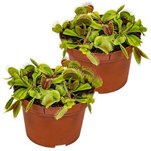 Bloomique Lot de 2 Dionaea Muscipula Dionée Attrape-Mouche Plante Carnivore Plantes d’intérieur 10-15 cm de Haut Pot 12 cm - Publicité Bloomique Lot de 2 Dionaea Muscipula Dionée Attrape-Mouche Plante Carnivore Plantes d’intérieur 10-15 cm de Haut Pot 12 cm - Publicité