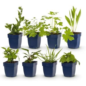 Green BoutiQ GreenboutiQ Kit de plantes vivaces Attire les Abeilles et les Papillons 8 Plantes Vivaces pour 1 m2 Couleurs Variées Peu d'Entretien Pot 11cm - Publicité Green BoutiQ GreenboutiQ Kit de plantes vivaces Attire les Abeilles et les Papillons 8 Plantes Vivaces pour 1 m2 Couleurs Variées Peu d'Entretien Pot 11cm - Publicité