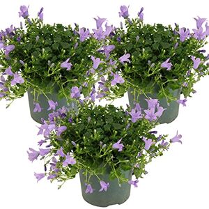 Bloomique - Campanula portenschlagiana Ambella Lavender - Plante - Publicité Bloomique - Campanula portenschlagiana Ambella Lavender - Plante - Publicité