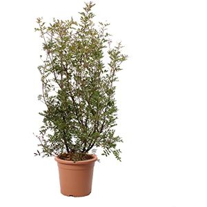 KENTIS - Pistacia Lentiscus 80-100 cm - Ø24 cm pot - Plante - Publicité KENTIS - Pistacia Lentiscus 80-100 cm - Ø24 cm pot - Plante - Publicité