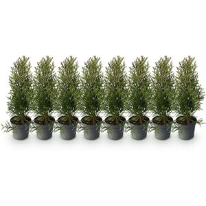 Green BoutiQ GreenboutiQ Plantes de haie Thuja occidentalis Smaragd feuillage vert 8 plantes 1 mètre linéaire toujours vert pot 9cm hauteur 25cm - Publicité Green BoutiQ GreenboutiQ Plantes de haie Thuja occidentalis Smaragd feuillage vert 8 plantes 1 mètre linéaire toujours vert pot 9cm hauteur 25cm - Publicité
