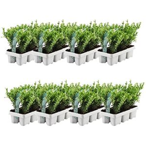 Plants by Frank 48 Plantes de houx du Japon Ilex crenata ‘Jenny’ Ø 7 cm, 15 cm Plantes de haie rustiques Alternative au buis Arbuste persistant Plantes d’extérieur Jardin - Publicité Plants by Frank 48 Plantes de houx du Japon Ilex crenata ‘Jenny’ Ø 7 cm, 15 cm Plantes de haie rustiques Alternative au buis Arbuste persistant Plantes d’extérieur Jardin - Publicité
