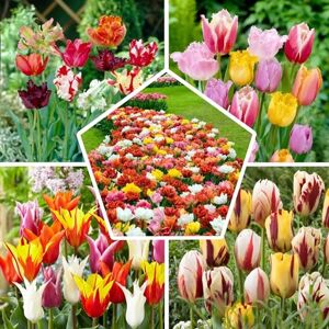 DUTCH BULBS EXCLUSIVE PLANTS FROM HOLLAND Collection de bulbes de tulipes pour tout le printemps, 50 bulbes, Tulipes exclusives des Pays-Bas, variétés, Résistantes au froid et vivaces, Tulipes pour le jardin, les pots, le balcon - Publicité