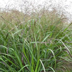 GardenersDream Herbe ornementale Panicum Squaw en pot Plante vivace rustique pour jardin extérieur prête à planter - Publicité GardenersDream Herbe ornementale Panicum Squaw en pot Plante vivace rustique pour jardin extérieur prête à planter - Publicité