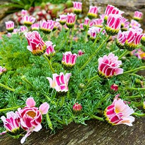 GardenersDream Anacyclus Pyrethrum Depressus (Pot de 9cm) Vivace compacte et basse Idéal pour jardins de rocaille & couvre-sol - Publicité GardenersDream Anacyclus Pyrethrum Depressus (Pot de 9cm) Vivace compacte et basse Idéal pour jardins de rocaille & couvre-sol - Publicité