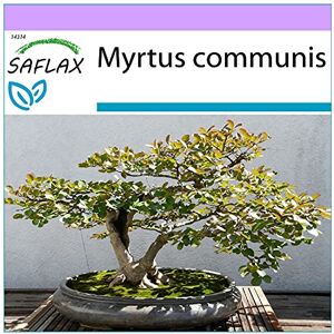 SAFLAX Myrte commun 30 graines Myrtus communis - Publicité SAFLAX Myrte commun 30 graines Myrtus communis - Publicité