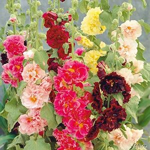 Soteer Seed House Rose trémière 'Mélange' Assortiment de graines de fleurs vivaces Assortiment de roses trémières trémières (10pcs) - Publicité Soteer Seed House Rose trémière 'Mélange' Assortiment de graines de fleurs vivaces Assortiment de roses trémières trémières (10pcs) - Publicité
