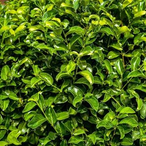 Green BoutiQ GreenboutiQ Plantes de haie Prunus laurocerasus Rotundifolia feuillage vert 8 plantes 1 mètre linéaire persistant pot de 9cm hauteur 30-35cm - Publicité Green BoutiQ GreenboutiQ Plantes de haie Prunus laurocerasus Rotundifolia feuillage vert 8 plantes 1 mètre linéaire persistant pot de 9cm hauteur 30-35cm - Publicité