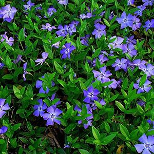 GardenersDream 1 X PETITE PERVENCHE BLEUE VINCA MINOR ARBUSTE A FEUILLES PERSISTANTES PLANTE VIVACE EN POT - Publicité GardenersDream 1 X PETITE PERVENCHE BLEUE VINCA MINOR ARBUSTE A FEUILLES PERSISTANTES PLANTE VIVACE EN POT - Publicité