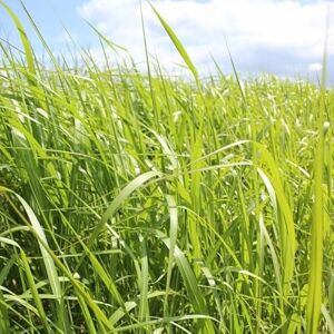 6x Eulalie géante – Miscanthus giganteus – Godet 9x9cm Très grande hauteur, idéale brise-vent - Publicité 6x Eulalie géante – Miscanthus giganteus – Godet 9x9cm Très grande hauteur, idéale brise-vent - Publicité