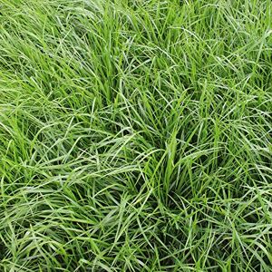 Freudenberger Rohrschwingel (Festuca Arundinacea) 25 kg Régénérer Einzelgras Graines D'Herbe de Pâturage - Publicité Freudenberger Rohrschwingel (Festuca Arundinacea) 25 kg Régénérer Einzelgras Graines D'Herbe de Pâturage - Publicité