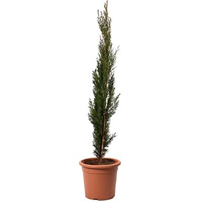 KENTIS - Cupressus Sempervirens Totem - 80-100 cm - Plant - Publicité KENTIS - Cupressus Sempervirens Totem - 80-100 cm - Plant - Publicité