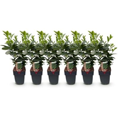 Green BoutiQ GreenboutiQ Plantes de haie Prunus laurocerasus Etna feuillage vert 6 plantes 1 mètre linéaire persistant pot de 17 cm de hauteur 50 cm - Publicité Green BoutiQ GreenboutiQ Plantes de haie Prunus laurocerasus Etna feuillage vert 6 plantes 1 mètre linéaire persistant pot de 17 cm de hauteur 50 cm - Publicité
