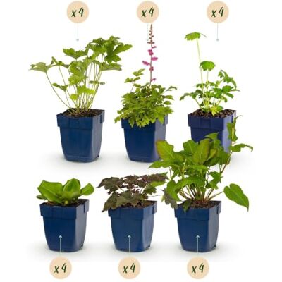 Green BoutiQ GreenboutiQ Kit de plantes vivaces Ombre 24 Plantes Vivaces Pour 3 m2 Couleurs Variées Peu d'Entretien Pot de 11 cm - Publicité Green BoutiQ GreenboutiQ Kit de plantes vivaces Ombre 24 Plantes Vivaces Pour 3 m2 Couleurs Variées Peu d'Entretien Pot de 11 cm - Publicité