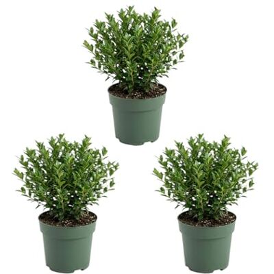 Bloomique Lot de 3 Ilex crenata Jenny Houx japonais Plante rustique Plante balcon Hauteur 10-20 cm Pot 10 cm - Publicité Bloomique Lot de 3 Ilex crenata Jenny Houx japonais Plante rustique Plante balcon Hauteur 10-20 cm Pot 10 cm - Publicité