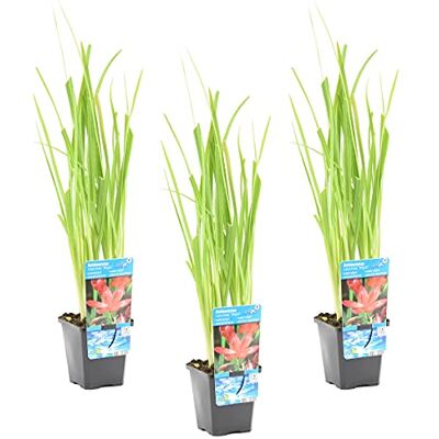 Urban Green Schizostylis Mrs Hegarty - Rose - Pack de 3 - pot 9 cm - Plante - Publicité Urban Green Schizostylis Mrs Hegarty - Rose - Pack de 3 - pot 9 cm - Plante - Publicité