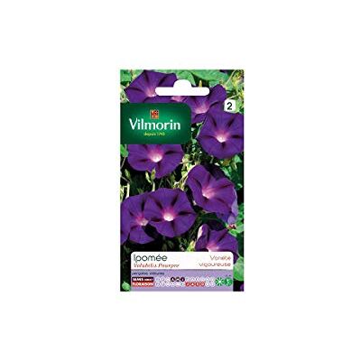 Vilmorin Ipomée Volubilis Pourpre - Publicité Vilmorin Ipomée Volubilis Pourpre - Publicité
