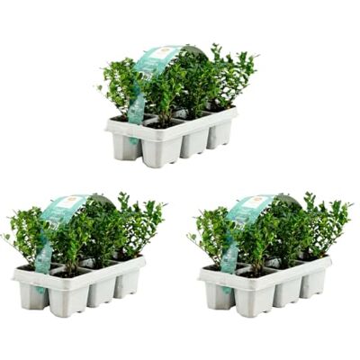 Bloomique Lot de 3 Ilex crenata Jenny Houx japonais Feuillage Persistant Rustique Compact Hauteur 10-20 cm Motte 6 cm - Publicité Bloomique Lot de 3 Ilex crenata Jenny Houx japonais Feuillage Persistant Rustique Compact Hauteur 10-20 cm Motte 6 cm - Publicité