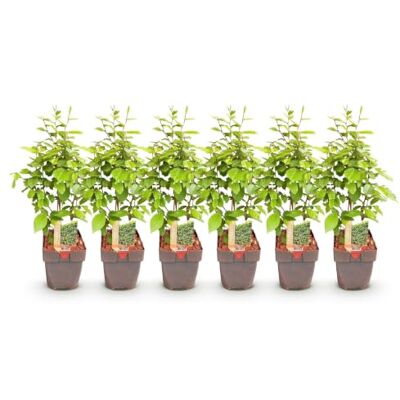 Green BoutiQ GreenboutiQ Plantes de haie Carpinus betulus feuillage vert 6 plantes 1 mètre linéaire à feuilles caduques pot 17cm hauteur 55cm - Publicité Green BoutiQ GreenboutiQ Plantes de haie Carpinus betulus feuillage vert 6 plantes 1 mètre linéaire à feuilles caduques pot 17cm hauteur 55cm - Publicité