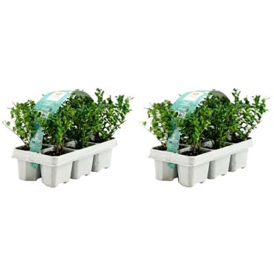 Bloomique Lot de 2 Ilex crenata Jenny Houx japonais Feuillage Persistant Rustique Compact Hauteur 10-20 cm Motte 6 cm - Publicité Bloomique Lot de 2 Ilex crenata Jenny Houx japonais Feuillage Persistant Rustique Compact Hauteur 10-20 cm Motte 6 cm - Publicité