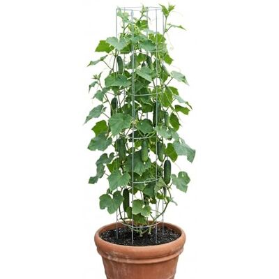 bellissa Lot de 2 Tour de concombre et tuteur pour plantes grimpantes et légumes Treillis pour plantes en pot - Publicité bellissa Lot de 2 Tour de concombre et tuteur pour plantes grimpantes et légumes Treillis pour plantes en pot - Publicité