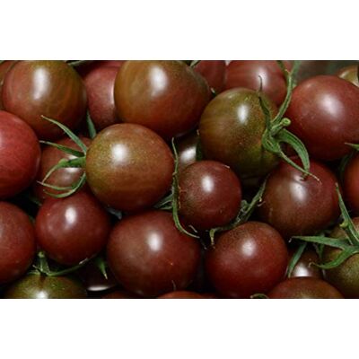 Semisauvage Permaculture 35 Graines de Tomate Cerise Black Cherry légumes semis potager méthode BIO - Publicité Semisauvage Permaculture 35 Graines de Tomate Cerise Black Cherry légumes semis potager méthode BIO - Publicité