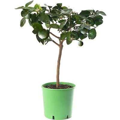 GardenersDream Grand arbre d'agrumes au citron vert : cultivez vos propres fruits chez vous, à l'intérieur ou à l'extérieur du jardin. Publicité GardenersDream Grand arbre d'agrumes au citron vert : cultivez vos propres fruits chez vous, à l'intérieur ou à l'extérieur du jardin. Publicité