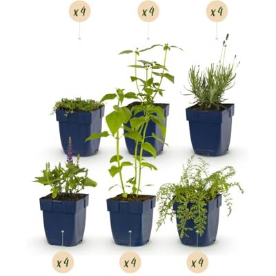Green BoutiQ GreenboutiQ Kit de plantes vivaces Parfumé 24 Plantes vivaces Pour 3 m2 Couleurs variées Peu d'entretien Pot 11cm - Publicité Green BoutiQ GreenboutiQ Kit de plantes vivaces Parfumé 24 Plantes vivaces Pour 3 m2 Couleurs variées Peu d'entretien Pot 11cm - Publicité