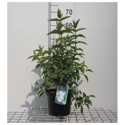 GRDplanten Deutzia scab. 'Plena' Deutzie 60-80 cm en pot - Publicité GRDplanten Deutzia scab. 'Plena' Deutzie 60-80 cm en pot - Publicité