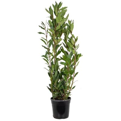 Bloomique - Laurus Nobilis - 80-100 cm - pot de 21 cm - Plante - Publicité Bloomique - Laurus Nobilis - 80-100 cm - pot de 21 cm - Plante - Publicité