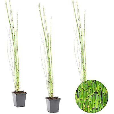 Bloomique - Equisetum Japonicum - 75-85 cm - Plant - Publicité Bloomique - Equisetum Japonicum - 75-85 cm - Plant - Publicité