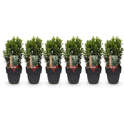 Green BoutiQ GreenboutiQ Plantes de haie Euonymus japonica Green Spire feuilles vertes 6 plantes 1 mètre linéaire persistant pot de 17 cm hauteur 40 cm - Publicité Green BoutiQ GreenboutiQ Plantes de haie Euonymus japonica Green Spire feuilles vertes 6 plantes 1 mètre linéaire persistant pot de 17 cm hauteur 40 cm - Publicité