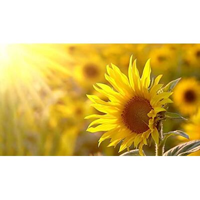 Semisauvage Permaculture 40 Graines de Tournesol fleurs jardins potager semences paysannes reproductibles SemiSauvage - Publicité Semisauvage Permaculture 40 Graines de Tournesol fleurs jardins potager semences paysannes reproductibles SemiSauvage - Publicité