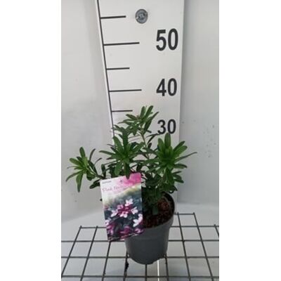 GRDplanten Daphne trans. 'Eternal Fragrance Pink'® Daphné 20-25 cm en pot - Publicité GRDplanten Daphne trans. 'Eternal Fragrance Pink'® Daphné 20-25 cm en pot - Publicité