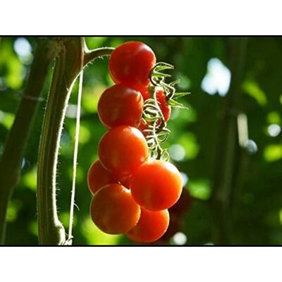 Generic - Cherry Tomato - Red - 25 seeds - Kit de graines - Publicité Generic - Cherry Tomato - Red - 25 seeds - Kit de graines - Publicité