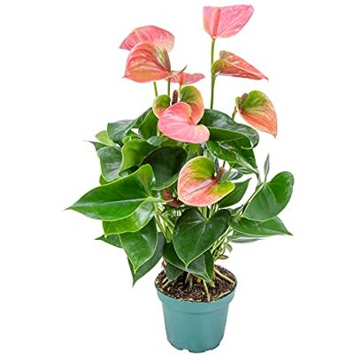 Bloomique - Anthurium Aristo - Rose - 12 cm - Plante - Publicité Bloomique - Anthurium Aristo - Rose - 12 cm - Plante - Publicité